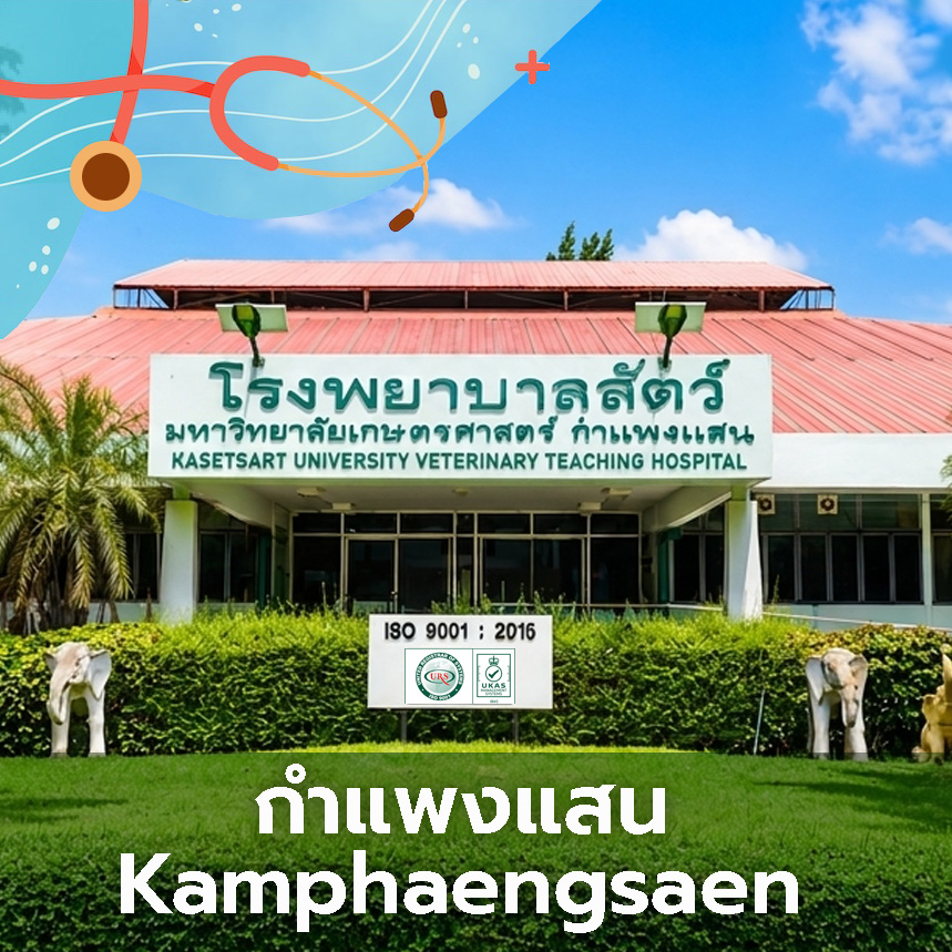 โรงพยาบาลสัตว์ มหาวิทยาลัยเกษตรศาสตร์ กำแพงแสน