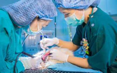 ศูนย์การศึกษาต่อเนื่องทางสัตวแพทย์