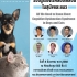 โครงการสัมมนาเรื่อง รอบรู้เรื่องโรคสมองเสื่อมในสุนัขและแมว